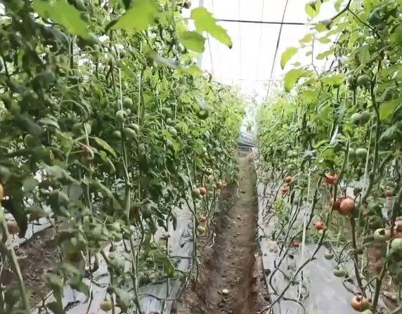 乡村振兴看一线山东昌乐火山农产品种植规模达98万亩实现农民增收12