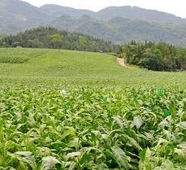 资质档案 庐江县沃野农作物种植专业合作社