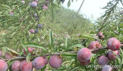 四川脆红李代办-海商网,经济作物和植物产品库