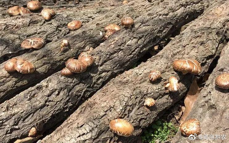 贵州剑荣菌业有限公司林下种植的黑木耳和工厂化种植海鲜菇,鹿茸菇