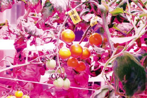 中科三安植物工厂试验区种植的西红柿和铁皮石斛.记者 陈理杰 摄