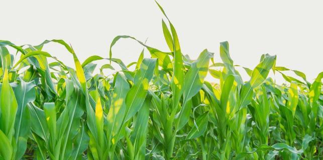 玉米要想高产丰收,做好这两点很重要|农作物|种植|籽粒
