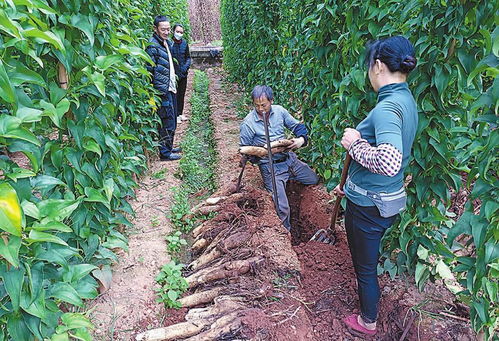 高大乡菜山药质优价好销路俏