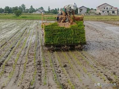 澧县大堰垱镇:春耕正当时 早稻育秧忙