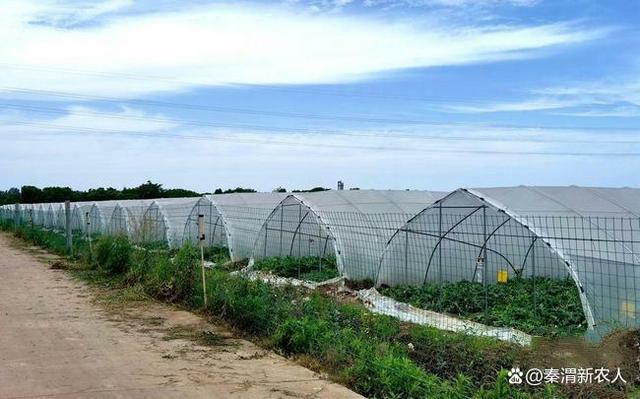 同时,大棚种植还可以人工参与并控制农作物成熟的上市时间,.