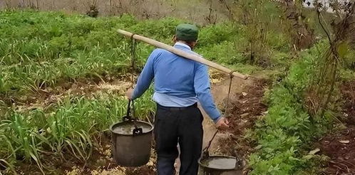 粪水浇菜 延续千年 专家 用粪水浇种的蔬菜不能吃 真的吗