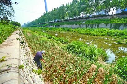 行洪道禁种高秸秆农作物_新浪新闻