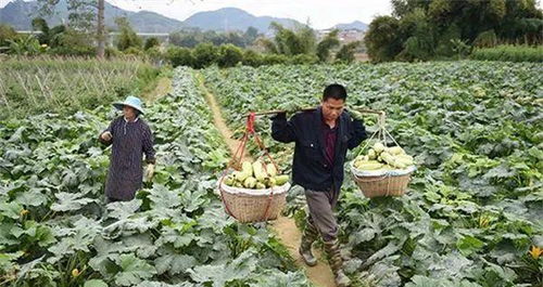 仅1个月4元跌到6毛,农民越卖越难,商贩不敢多收,要烂市