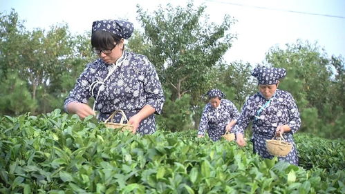 从多种农产品首次出口看潍坊国家农综区打造农业开放发展新高地