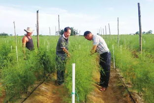 还在为种什么发愁吗 农村种植这种作物,持续生长十几年都不用愁