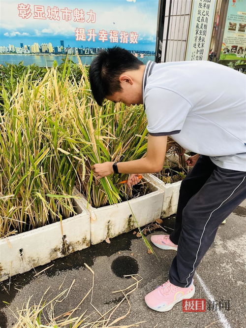 男生在运动会上成绩优异喜提一个南瓜,学校自种20多种农作物作为学生奖品