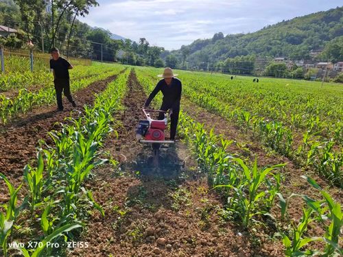 抢夏收 抓夏种 奋力落实粮食生产任务