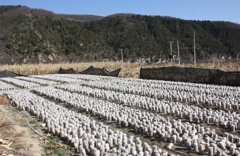 蘑菇种植基地图片素材