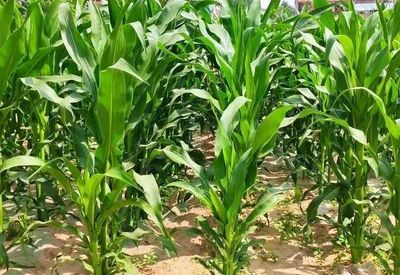 农作物重茬危害大，顺口溜助农增收不用愁