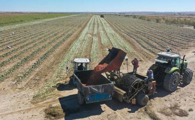 秋收时节打瓜丰收，市场化收购助力农业增效