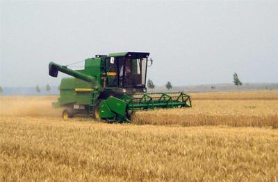 2019年小麦市场分析与价格走势预测