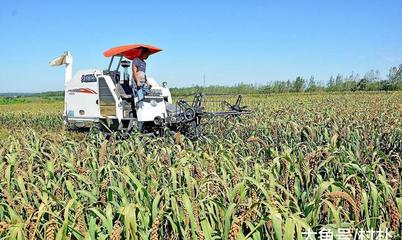 农村种植什么最好致富？农作物种植的致富指南