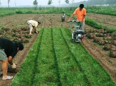村民地里不种农作物反种草，一次卖出一万多元的致富新路