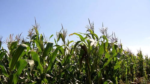 飞越龙江大地 探究黑龙江农作物种植面积全国第一的奥秘