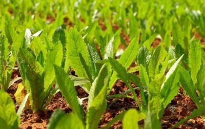 2018年种点什么农作物好？根据时间选对品种很重要