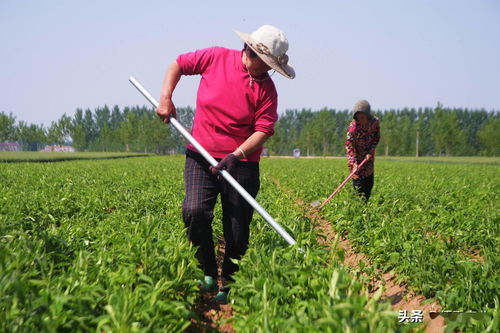 土地托管好处多，农民为何不愿租地当“地主”？莫把农业当儿戏